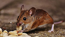 24 Hour & Emergency Exterminators in Tawas City, MI